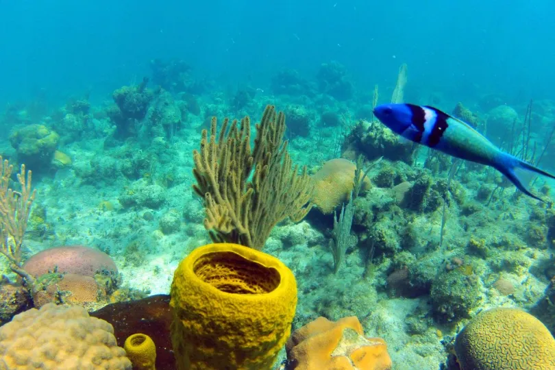 Activiteiten Cuba snorkelen Playa Larga