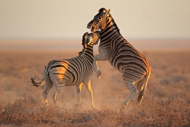 Individuele rondreis Namibië