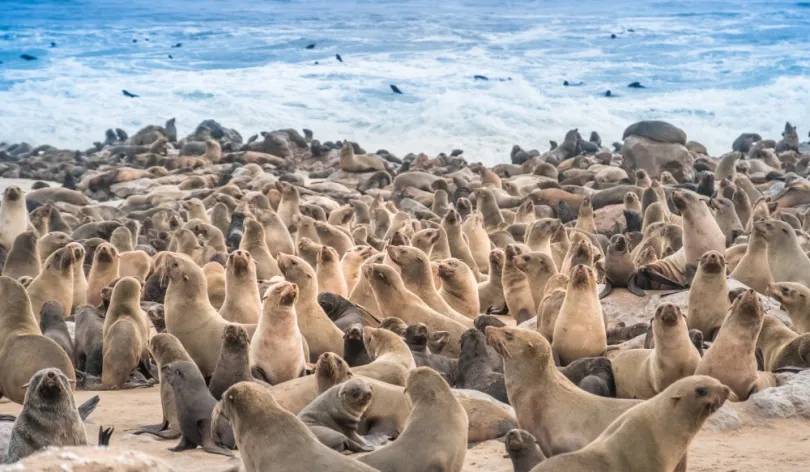 Skeleton Coast Zeehonden