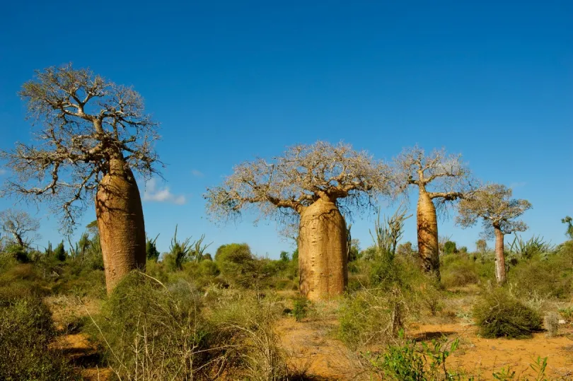 Madagaskar met kinderen