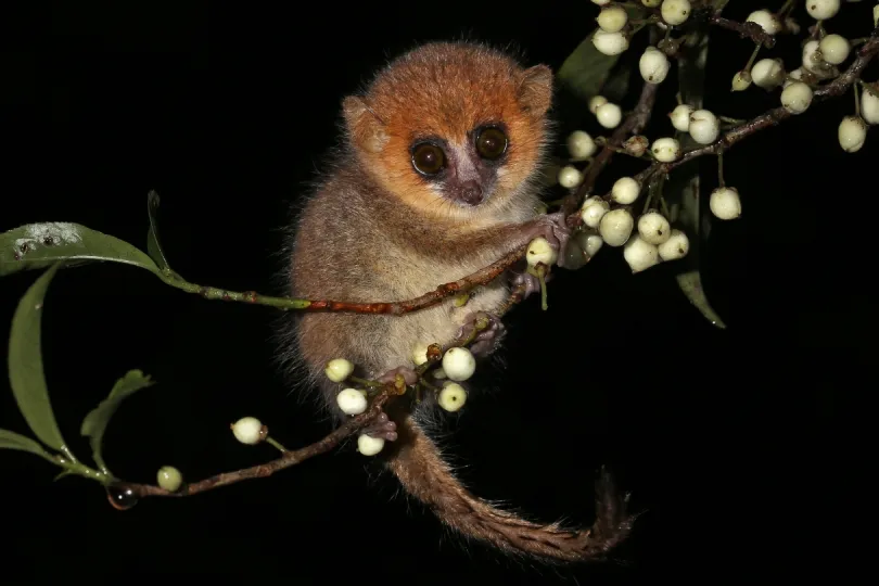 madagaskar met kinderen