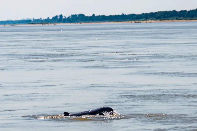 Cambodja vakantie - Irriwaddy dolfijn