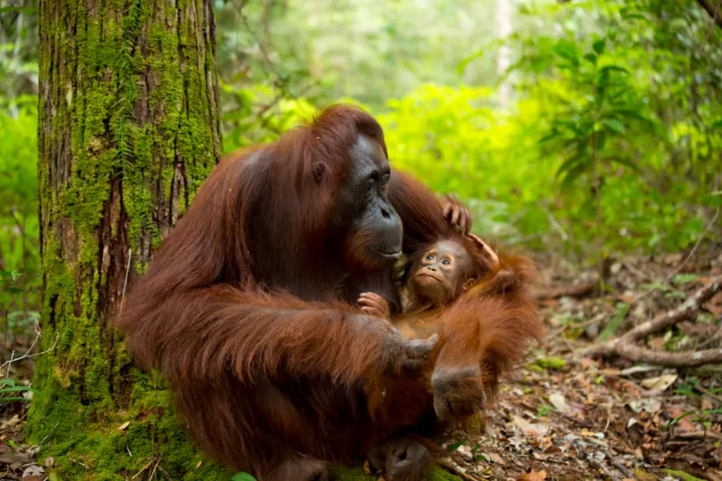 Borneo met kinderen - orang oetan