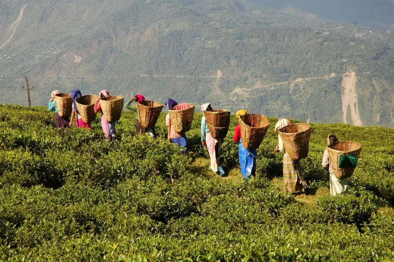 India Darjeeling