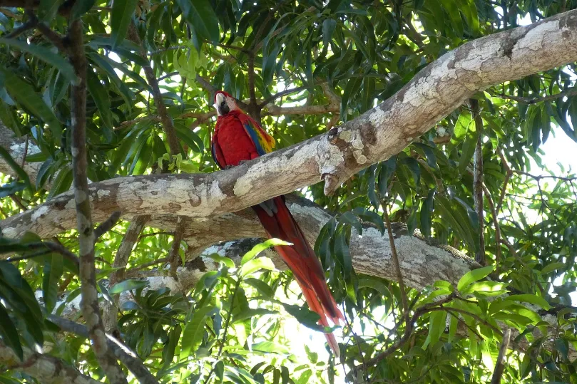 Costa Rica vogel ara