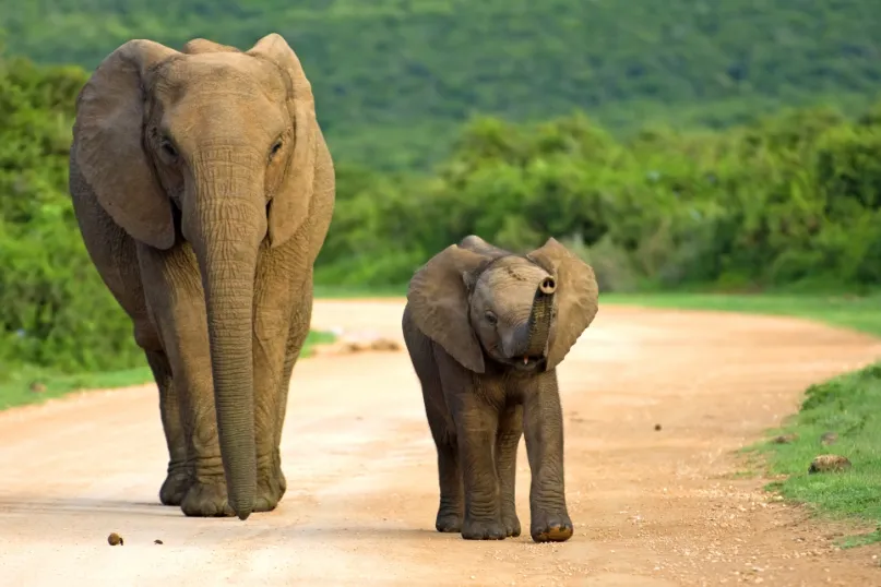 Zuid-Afrika olifanten