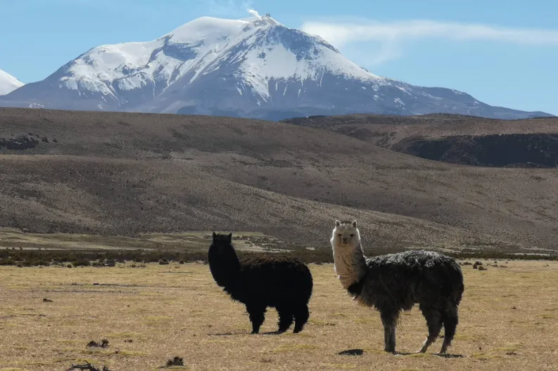 lamas met vulkaan