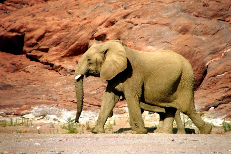 Rondreis Namibie met kinderen woestijnolifant