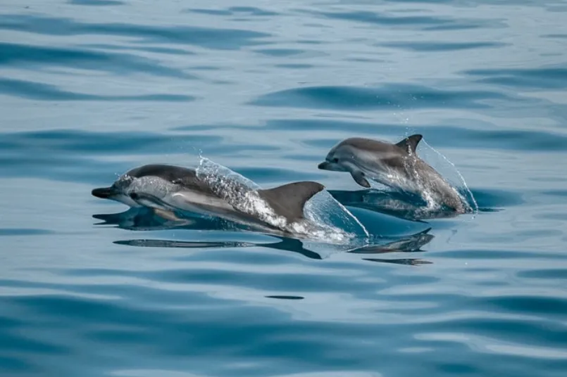Dolfijnen zwemmen 