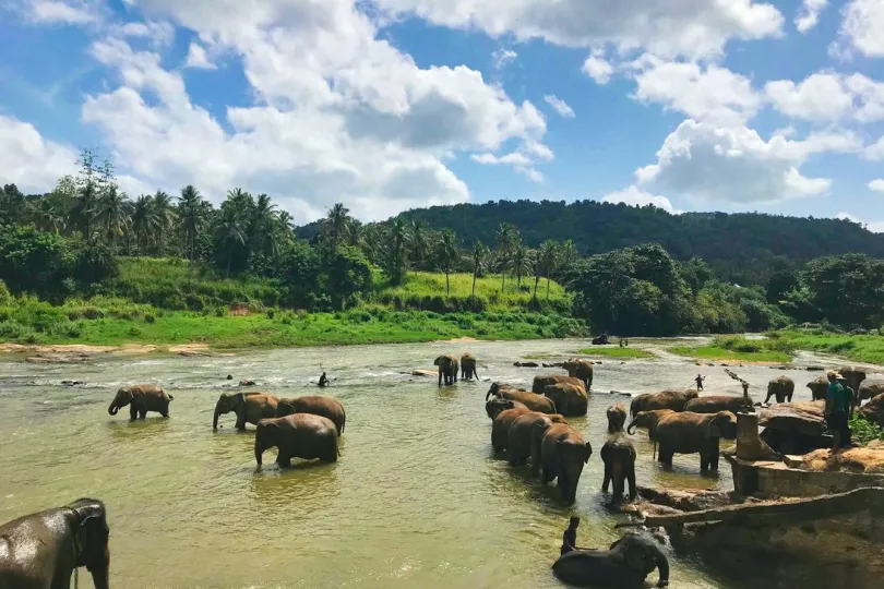olifanten drinkplaats in Sri Lanka