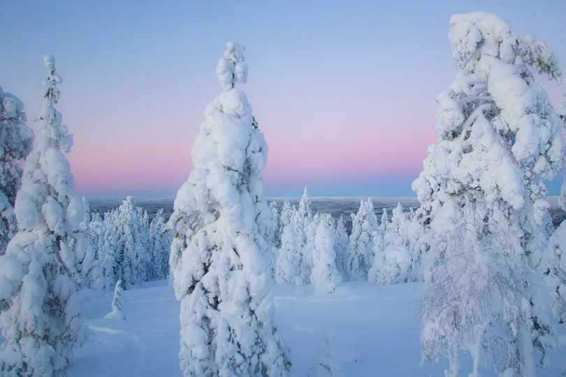 Fins Lapland besneeuwde bomen