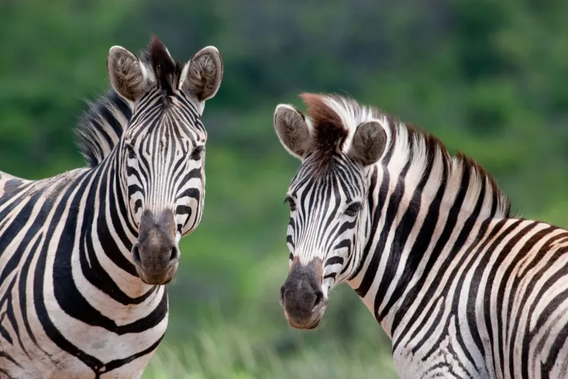 Zuid-Afrika Hlulhuwe zebra's