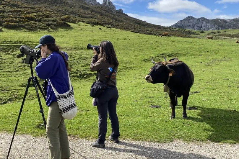 Fotografen met een koe bij Picos de Europa Spanje