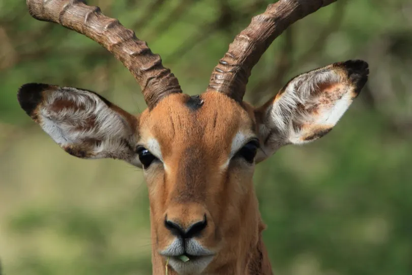 Nationale parken Zuid-Afrika Dinokeng impala