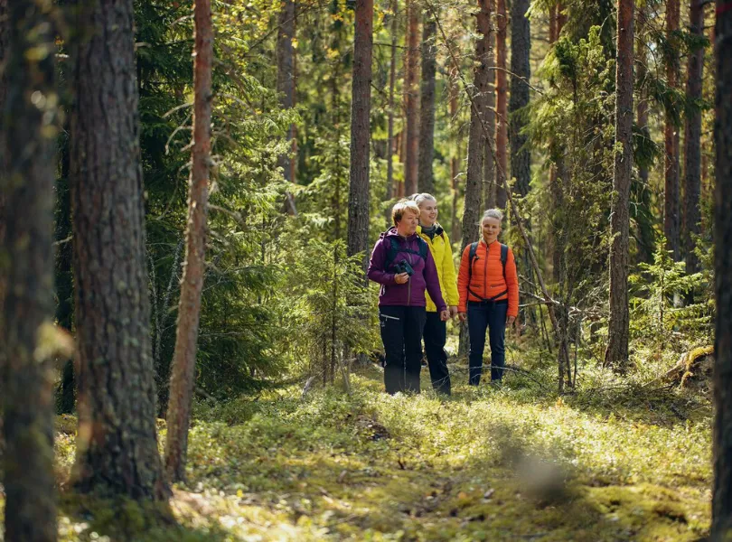Wandeling door bos in Finland