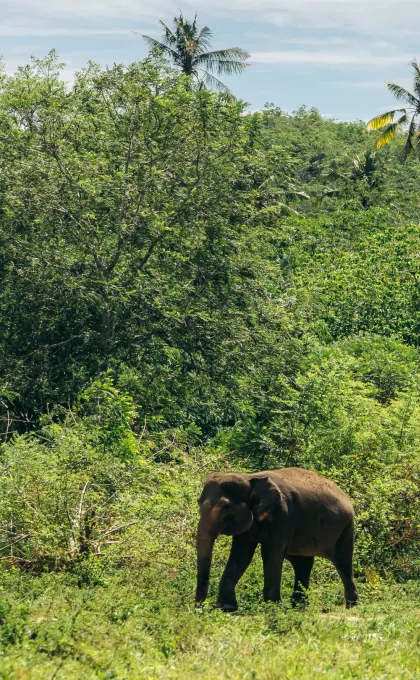 Olifantenopvang Sumatra