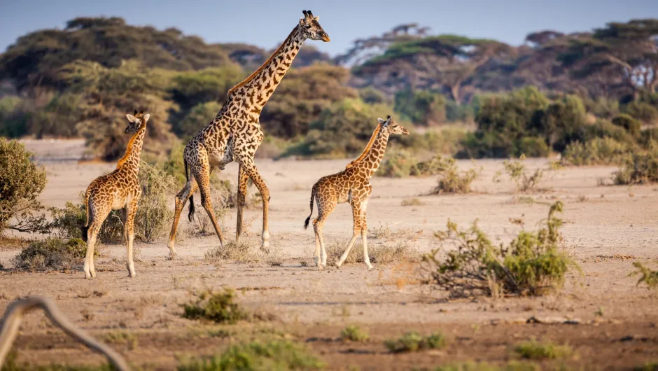 Giraffes safari