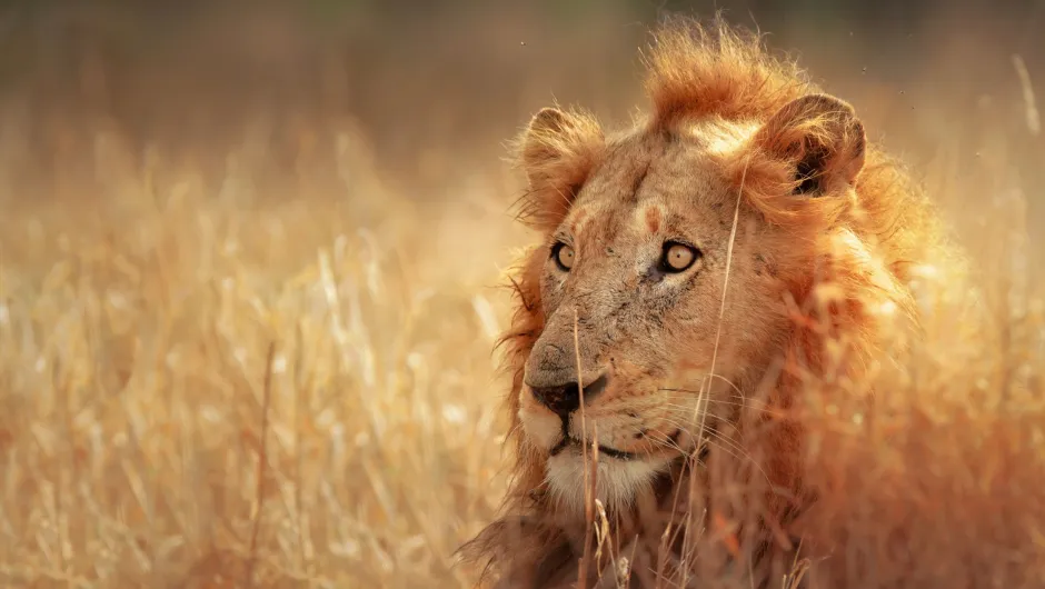 Safari Zuid-Afrika