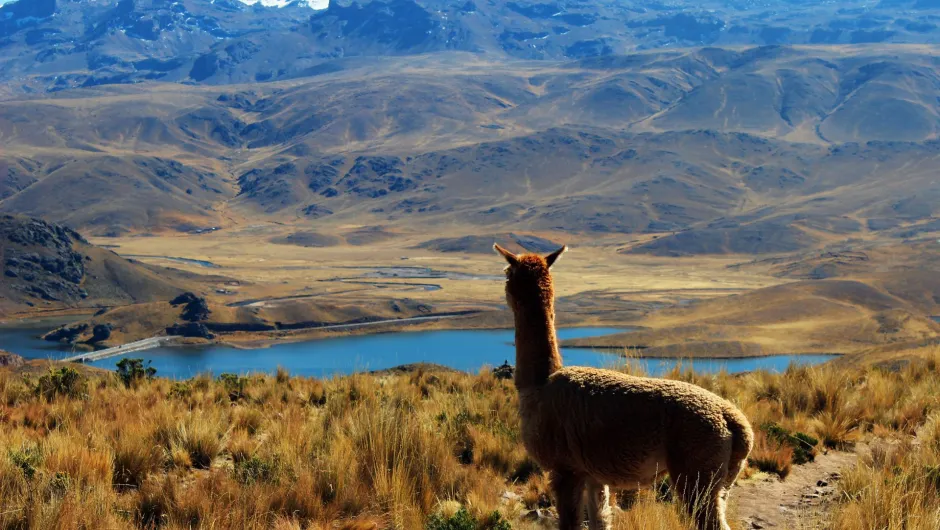 Alpaca Peru