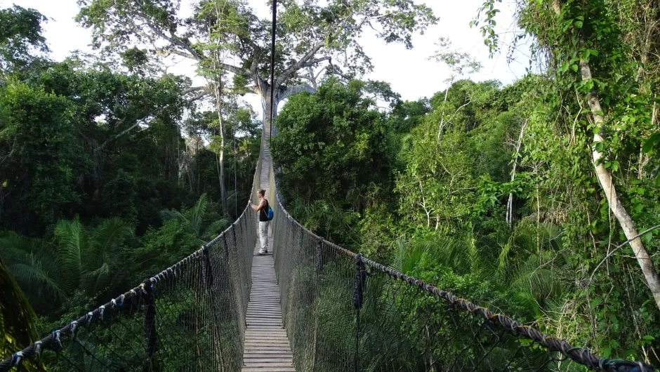 Jungle Peru