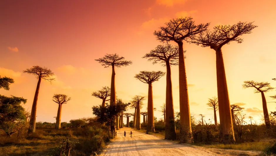 Rondreis Madagaskar baobabs.