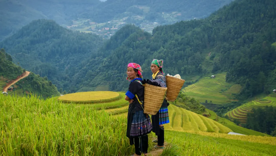 Rondreis Vietnam - rijstvelden