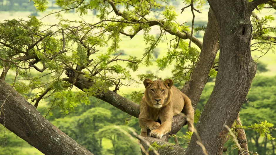Individuele rondreis Tanzania