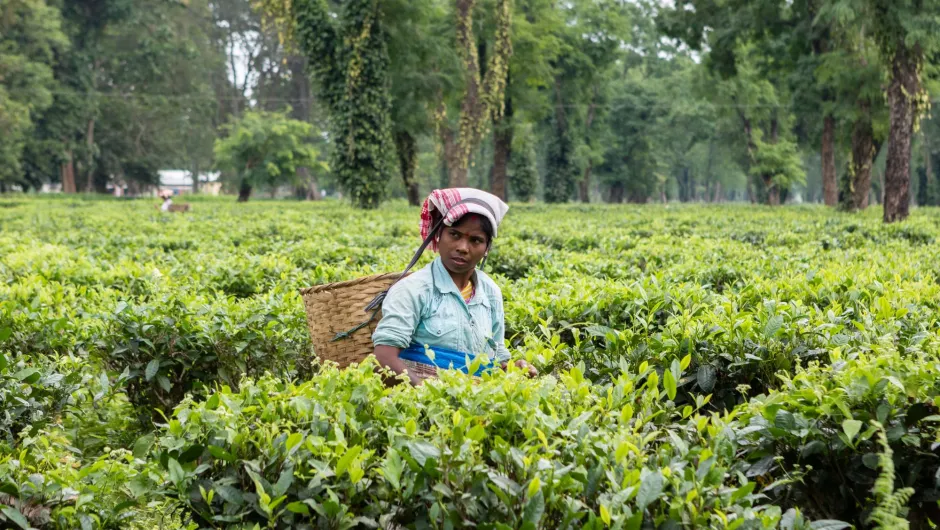 NO-India Sikkim en Darjeeling