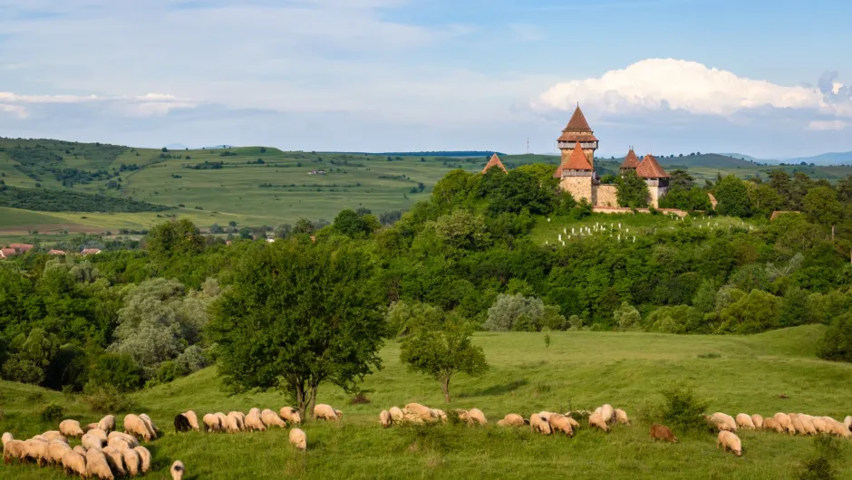 Roemenië Viscri landschap schapen