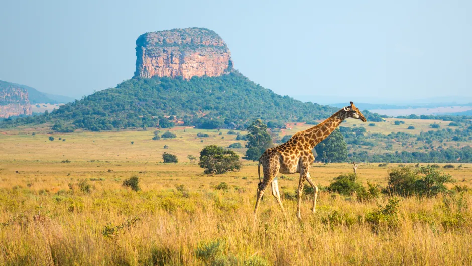 Zuid-Afrika Limpopo giraffe