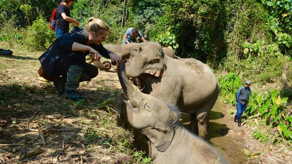 Laos olifant bucketlist