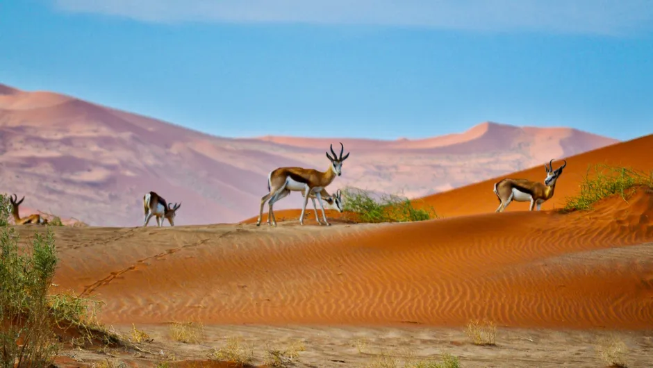 Veiligheid Namibië