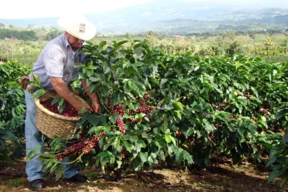 Costa Rica koffieboer