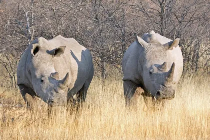 Rhino tracking