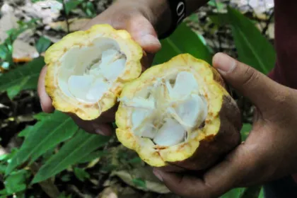 Suriname cacao.