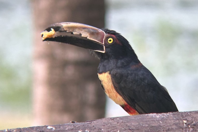 Costa Rica vogel