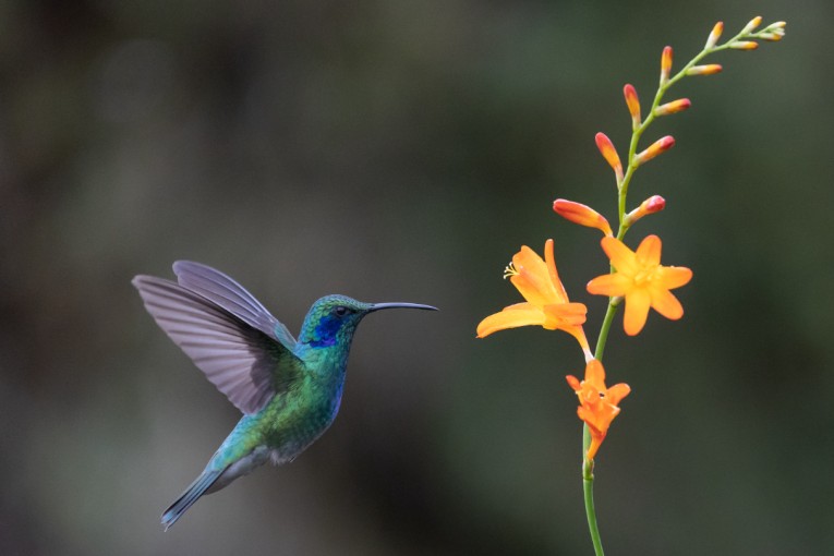 Costa Rica kolibrie