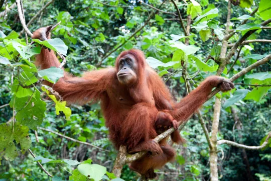 Rondreis Sumatra indonesië - Orang oetan