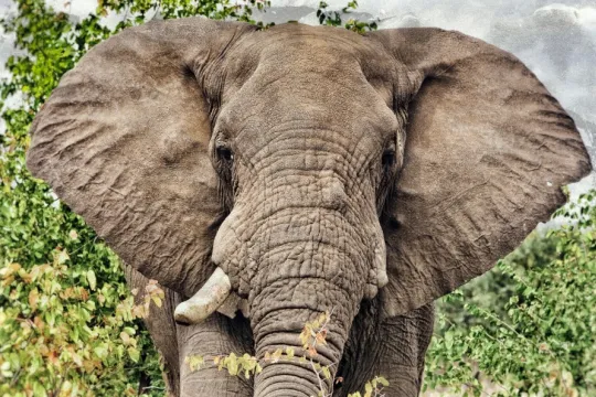 Rondreis zuid afrika