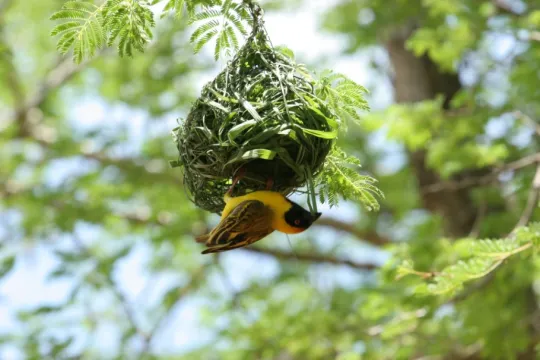 rondreis zuid-afrika